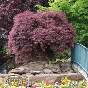 Shop Japanese Maple Trees