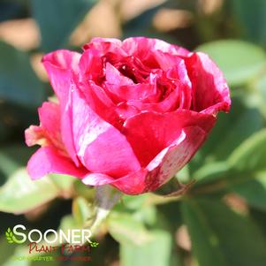 SCENTIMENTAL FLORIBUNDA ROSE