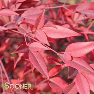 <em>Nandina</em> HEAVENLY BAMBOO NANDINA: 