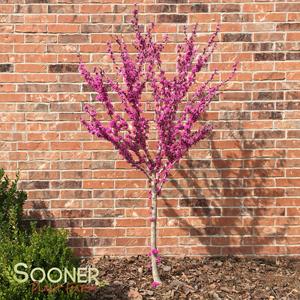 Shop Redbud Trees