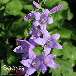 FAIRYBELLS™ GAUDI VIOLET LADYBELLS