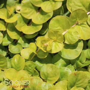 GOLDEN MONEYWORT