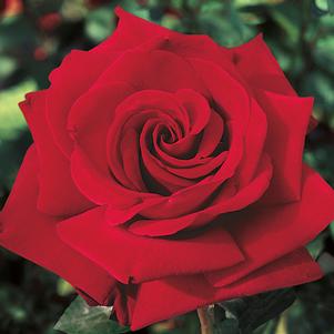 INGRID BERGMAN HYBRID TEA ROSE