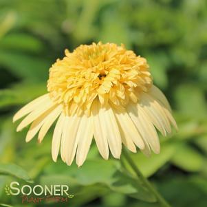 METEOR™ YELLOW CONEFLOWER