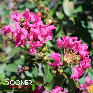 INFINITINI WATERMELON® CRAPEMYRTLE