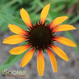 FIERY MEADOW MAMA CONEFLOWER