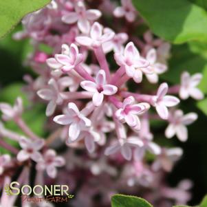 SCENT AND SENSIBILITY™ PINK LILAC