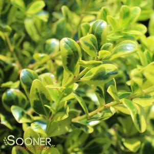 GOLDEN DREAM BOXWOOD