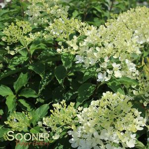 LIME SODA HYDRANGEA