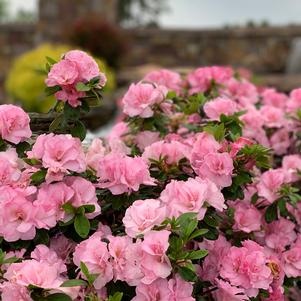 519 units available! Pre-Order Qty: 0