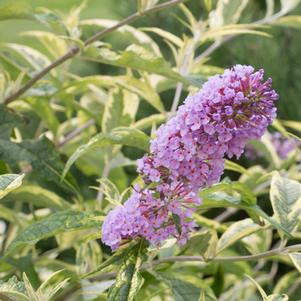 SUMMER SKIES BUTTERFLY BUSH