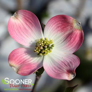 PINK FLOWERING DOGWOOD