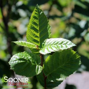 J.N. STRAIN AMERICAN HORNBEAM