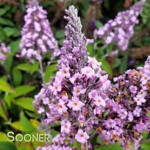 GRAND CASCADE BUTTERFLY BUSH