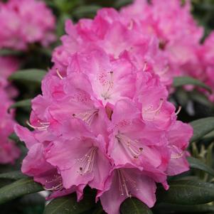 <em>Rhododendron</em> DANDY MAN® PINK RHODODENDRON: 