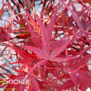 BENI OTAKE UPRIGHT JAPANESE MAPLE