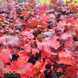 <em>Hydrangea</em> JETSTREAM™ OAKLEAF HYDRANGEA: 