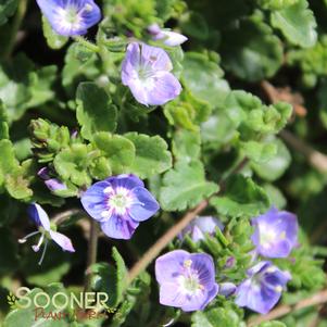 CRYSTAL RIVER® SPEEDWELL