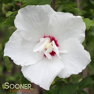 <em>Hibiscus</em> BALI™ ALTHEA: 