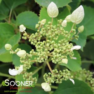 FLIRTY GIRL® CLIMBING HYDRANGEA