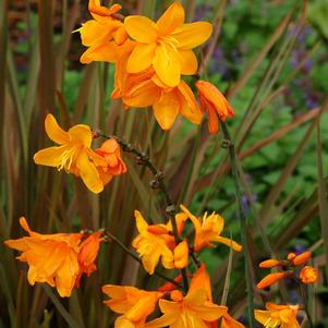 TWILIGHT FAIRY™ GOLD CROCOSMIA