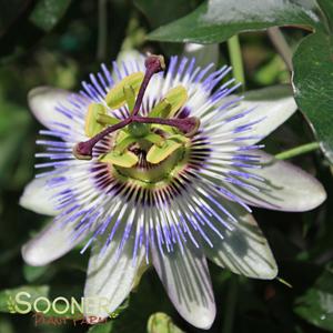 Shop Oklahoma Native Plants