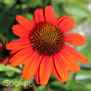 KISMET® INTENSE ORANGE CONEFLOWER