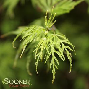 <em>Acer</em> EMERALD LACE UPRIGHT JAPANESE MAPLE: 