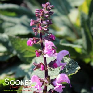 COLOR SPIRES® PINK DAWN MEADOW SAGE