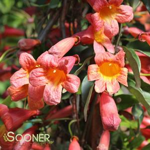 <em>Bignonia</em> TANGERINE BEAUTY CROSSVINE: 