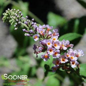 <em>Buddleia</em> BI-COLOR BUTTERFLY BUSH: 