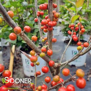 SPARKLEBERRY WINTERBERRY HOLLY