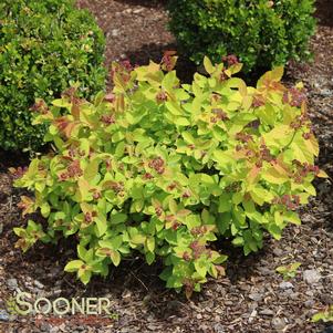 GOLDFLAME SPIRAEA