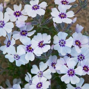 NORTH HILLS CREEPING PHLOX