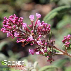 <em>Buddleia</em> PINK DELIGHT BUTTERFLY BUSH: 