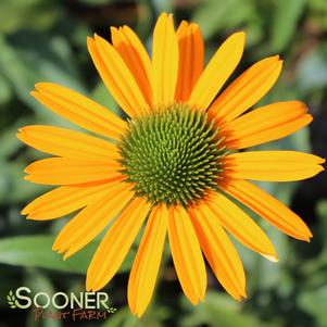 NOW CHEESIER CONEFLOWER