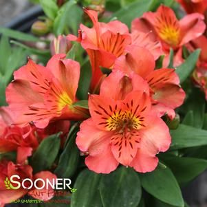 COLORITA® ELIANE® ORANGE PERUVIAN LILY