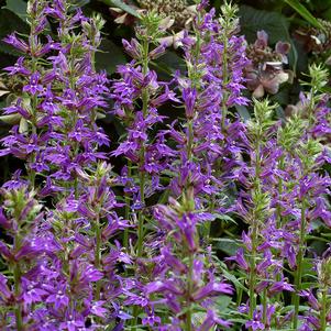 GRAPE KNEE-HI CARDINAL FLOWER