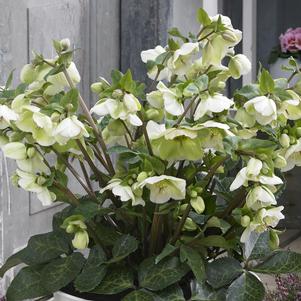 FROSTKISS® MOLLY'S WHITE LENTEN ROSE