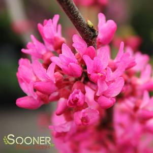 <em>Cercis</em> APPALACHIAN RED REDBUD: 