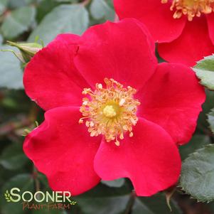 OSO EASY® CHERRY PIE ROSE