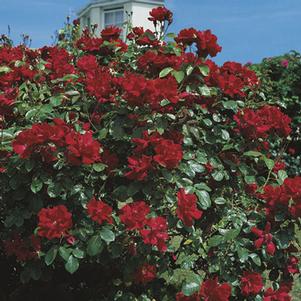 <em>Rosa</em> DON JUAN CLIMBING ROSE: 