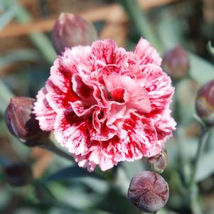 <em>Dianthus</em> SCENT FIRST® SUGAR PLUM DIANTHUS: 