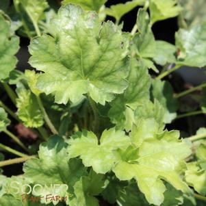 <em>Heuchera</em> LIPSTICK CORAL BELLS: 