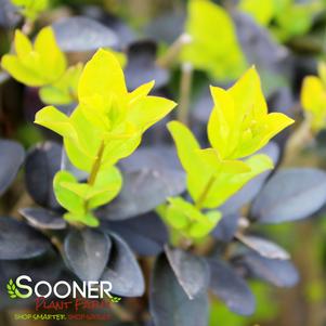 GOLDEN VICARY PRIVET