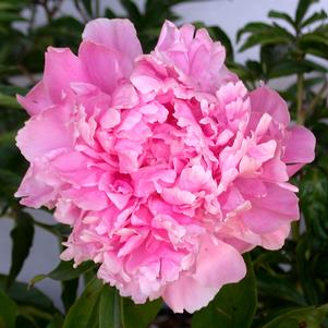 DR. ALEXANDER FLEMING GARDEN PEONY