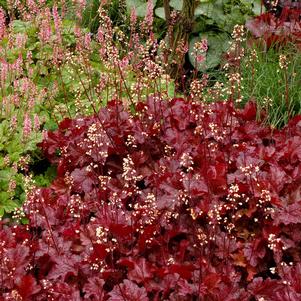 SPARKLING BURGUNDY CORAL BELLS