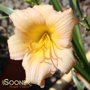 MINI PEARL DAYLILY