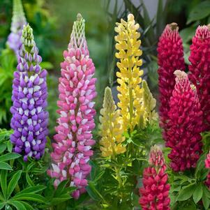 GALLERY MIX LUPINE