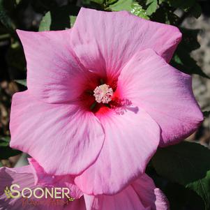 CHERUB DWARF FLEMING™ HARDY HIBISCUS